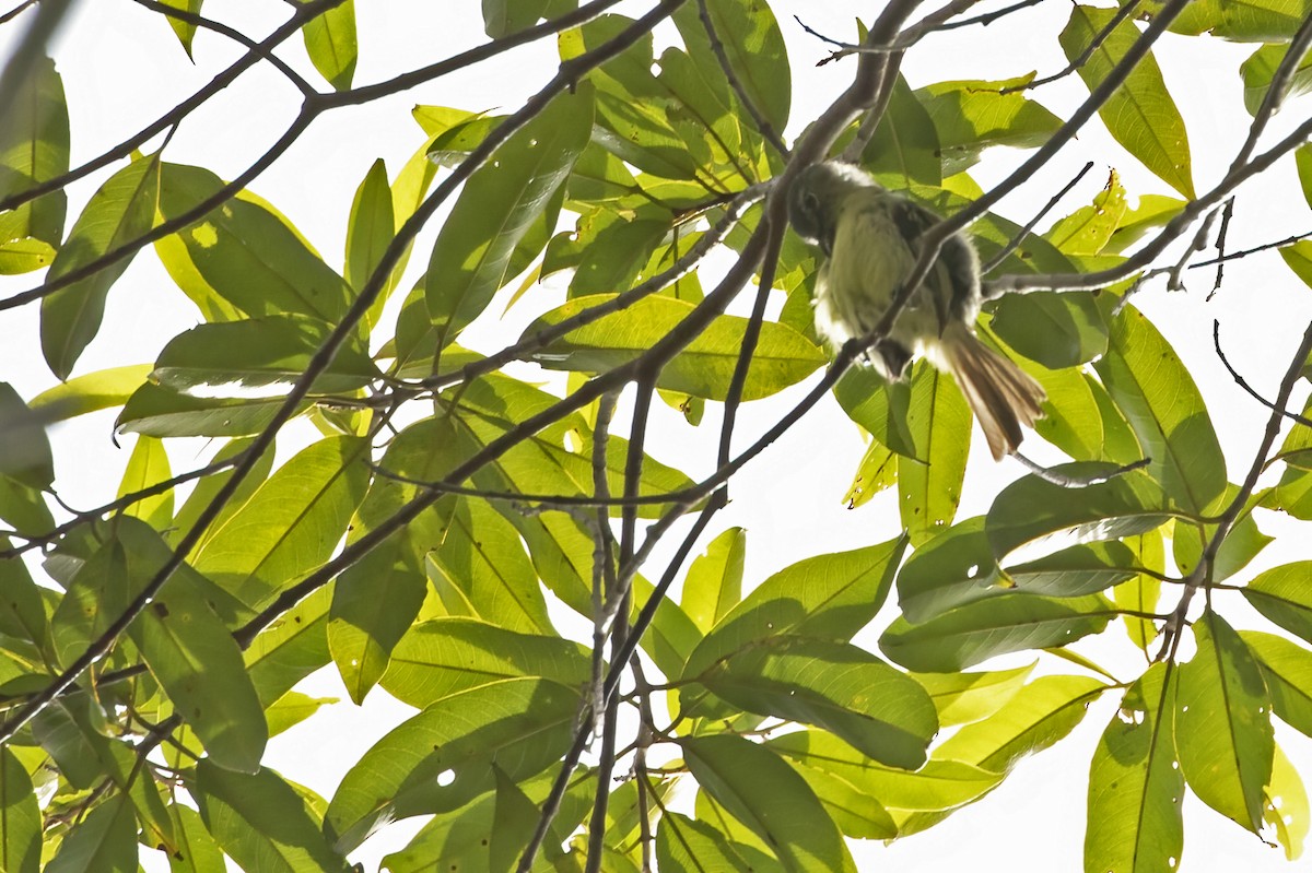 Eastern Olivaceous Flatbill - ML550590011