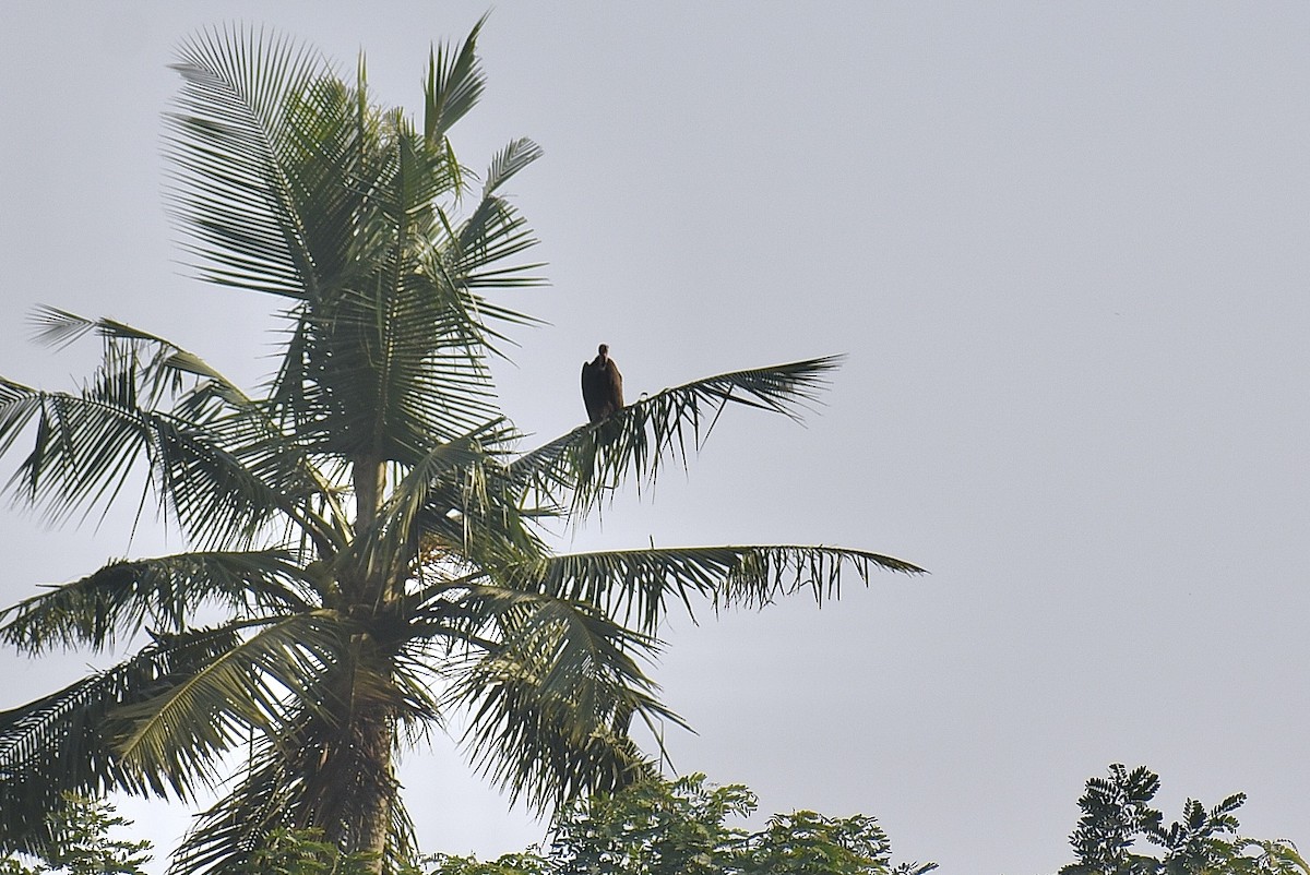 Hooded Vulture - ML550590211