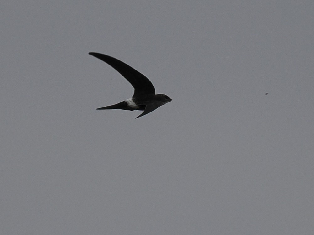 Pacific Swift - ML550590901