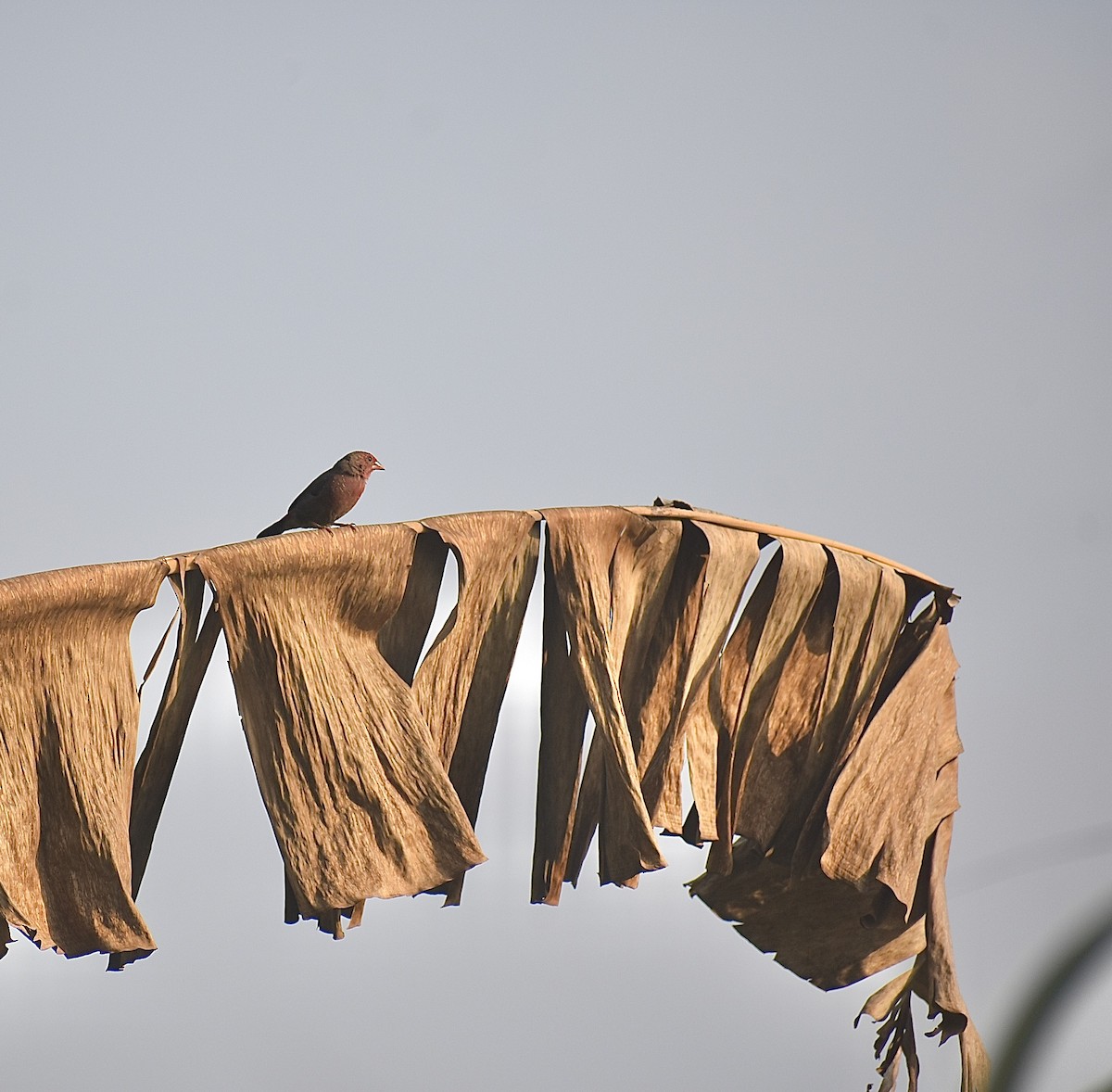 Bar-breasted Firefinch - ML550591061