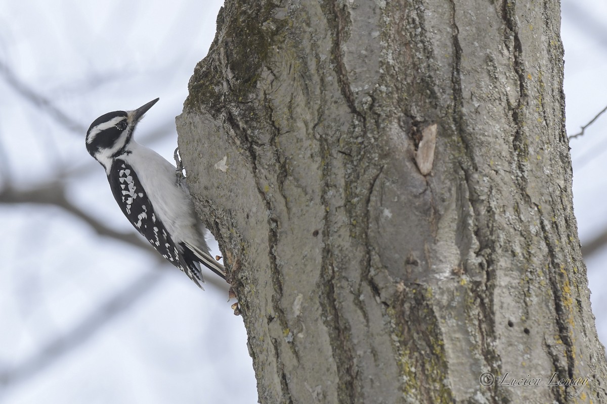 Hairy Woodpecker - ML550591251