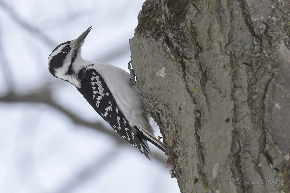 Hairy Woodpecker - ML550591271