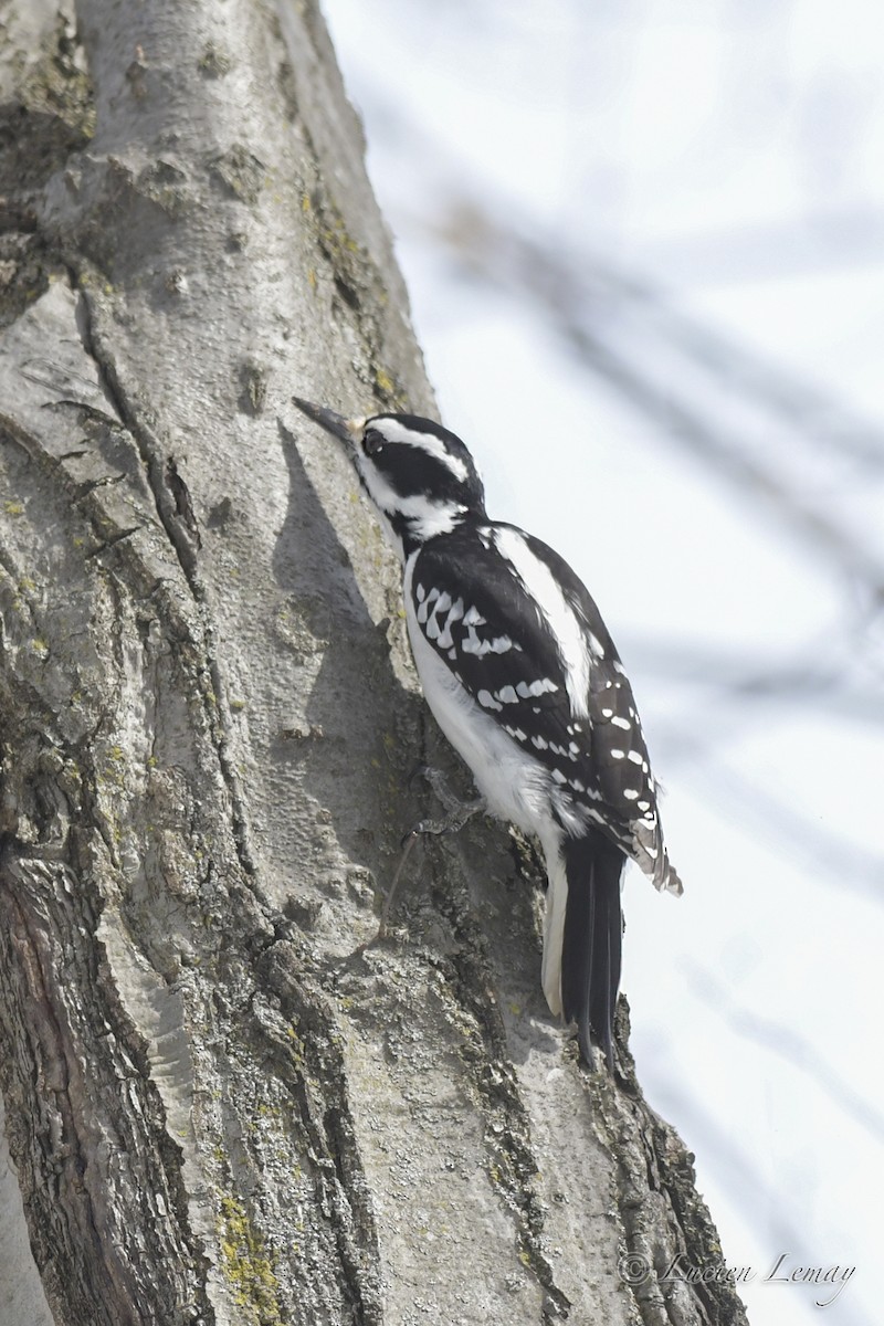 Hairy Woodpecker - ML550591311