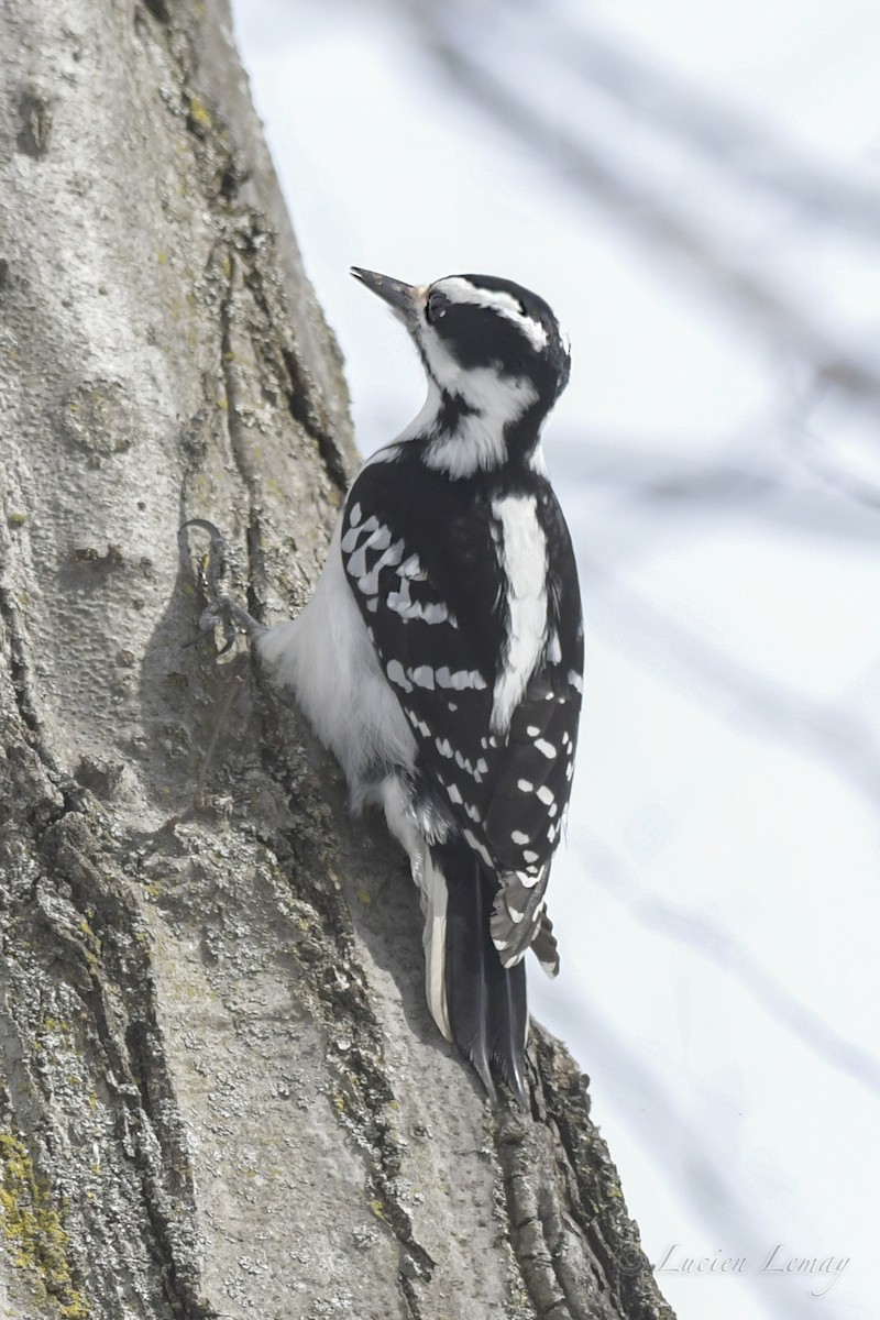 Hairy Woodpecker - ML550591361