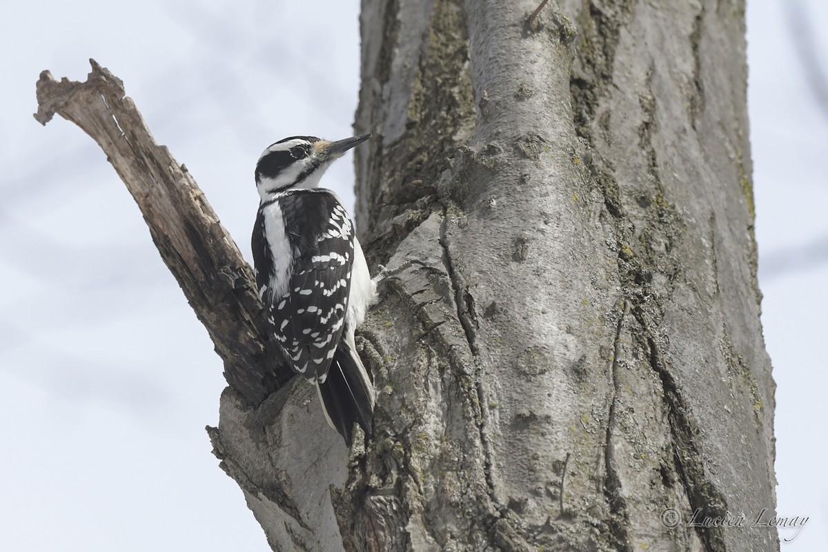 Hairy Woodpecker - ML550591381