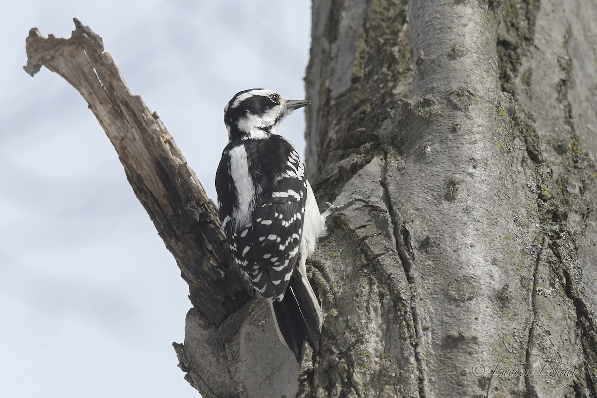 Hairy Woodpecker - ML550591401