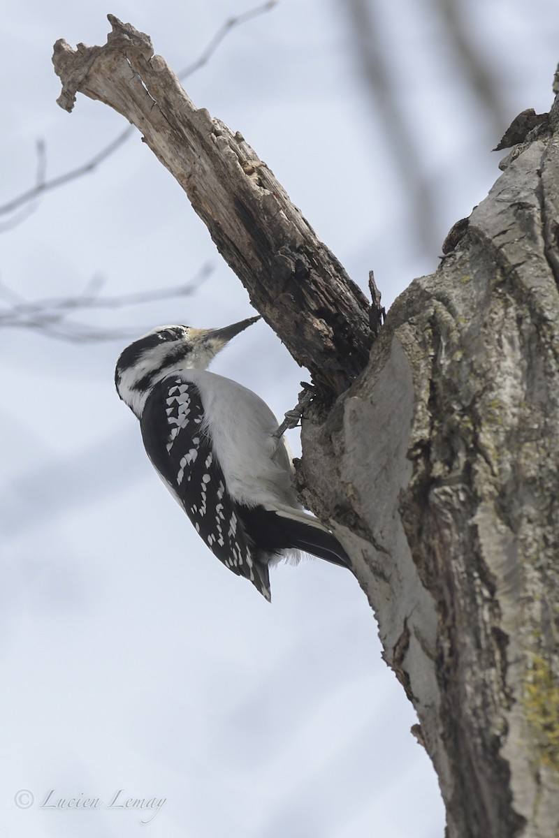 Hairy Woodpecker - ML550591411