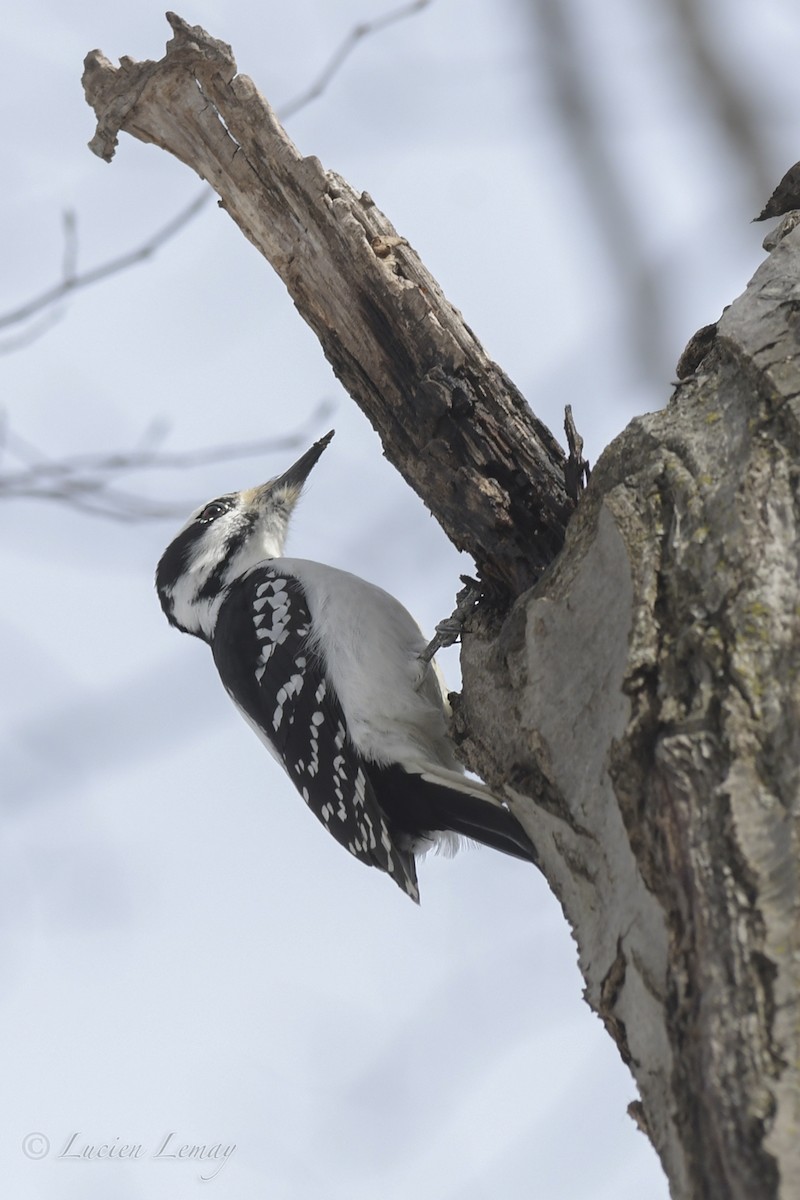 Hairy Woodpecker - ML550591421