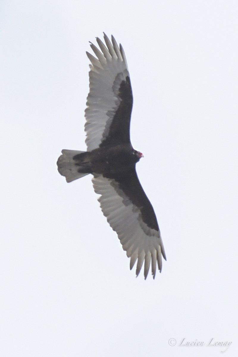 Turkey Vulture - ML550591601