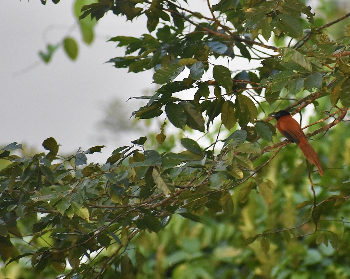 Black-headed Paradise-Flycatcher (Red-bellied) - ML550591721