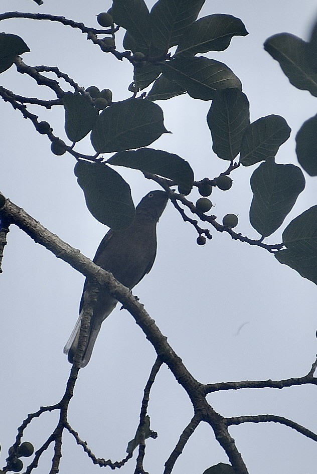 Honeyguide Greenbul - ML550592531