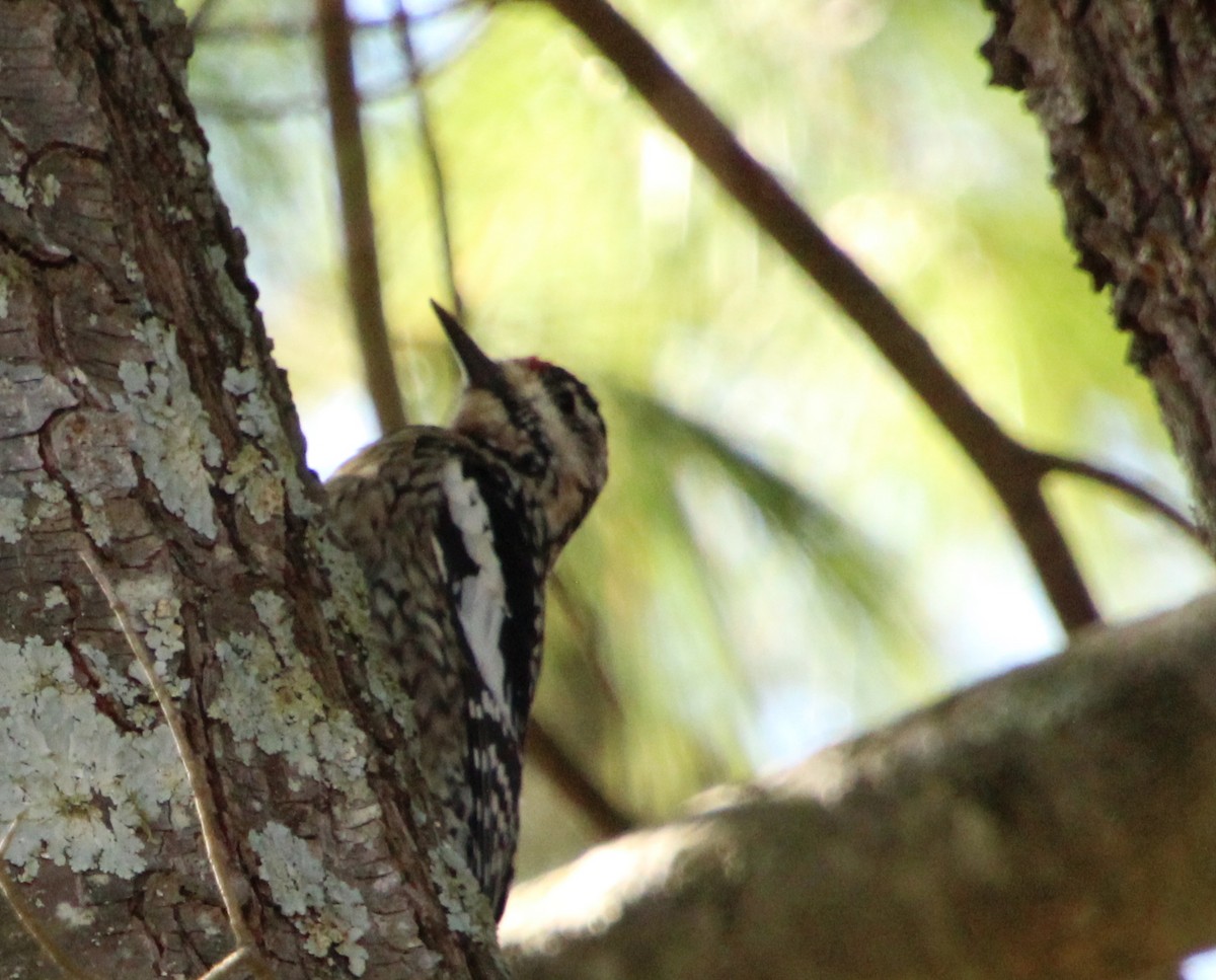 Yellow-bellied Sapsucker - ML550593431