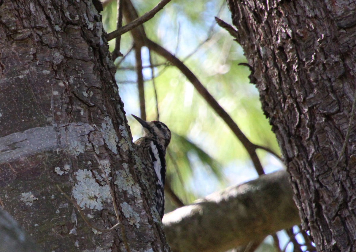 Yellow-bellied Sapsucker - ML550593441