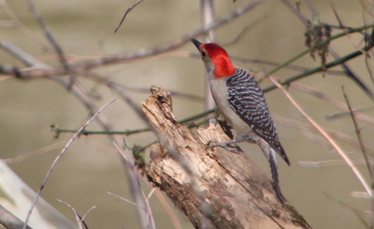 Red-bellied Woodpecker - ML550593731