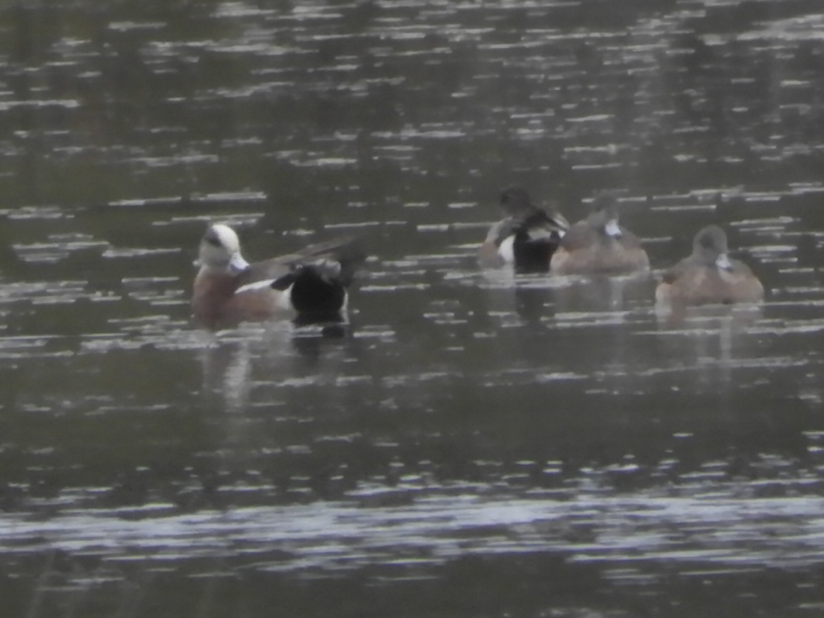 American Wigeon - ML550594131