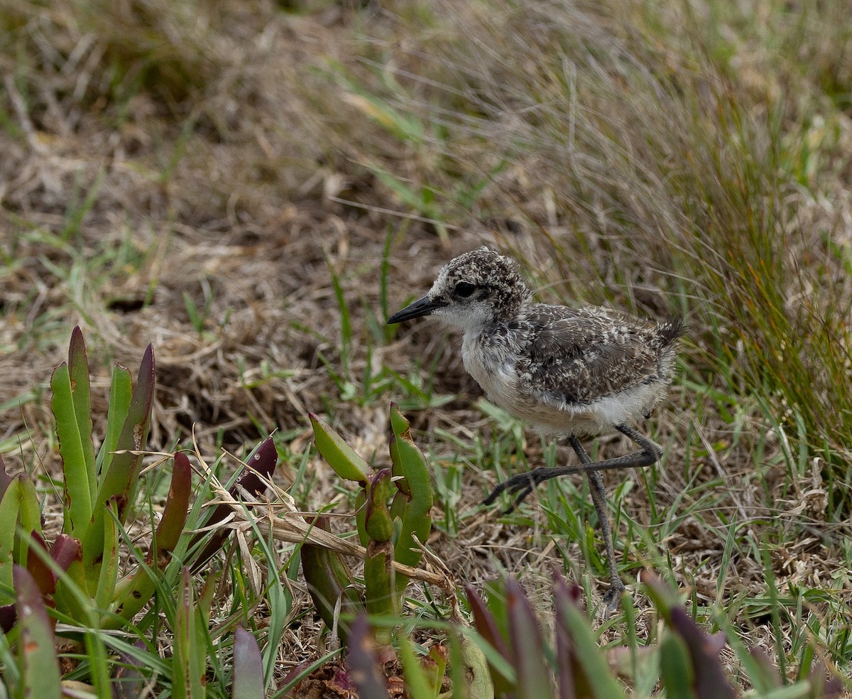 St. Helena Plover - ML550594291