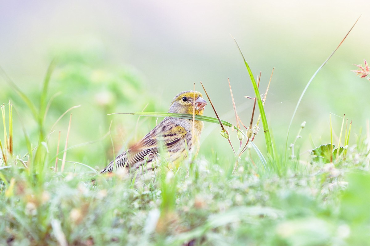 Island Canary - ML550594891