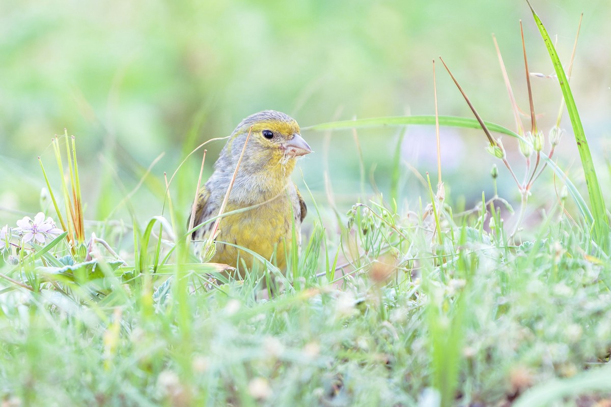 Island Canary - ML550594901