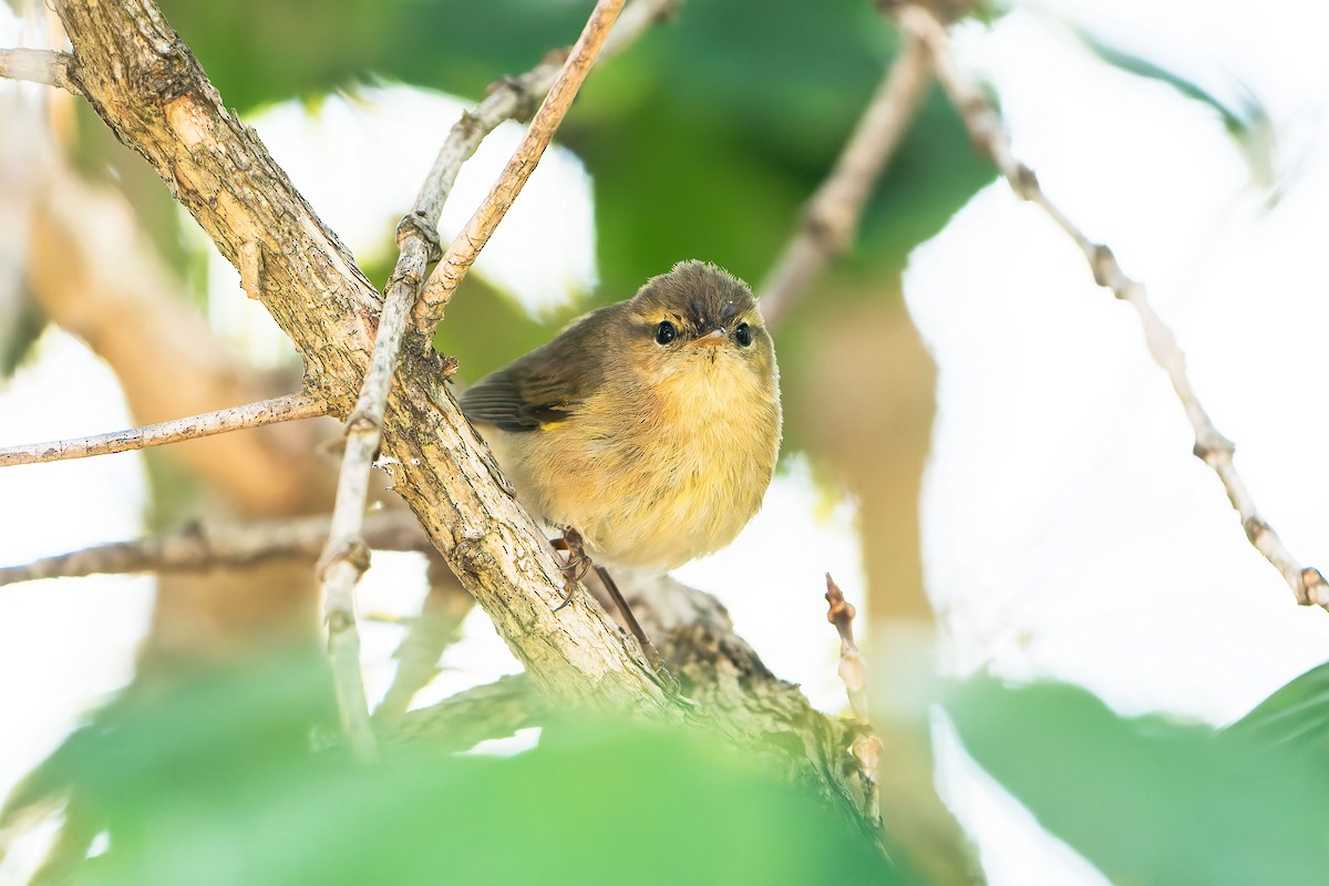 Canary Islands Chiffchaff - ML550595531