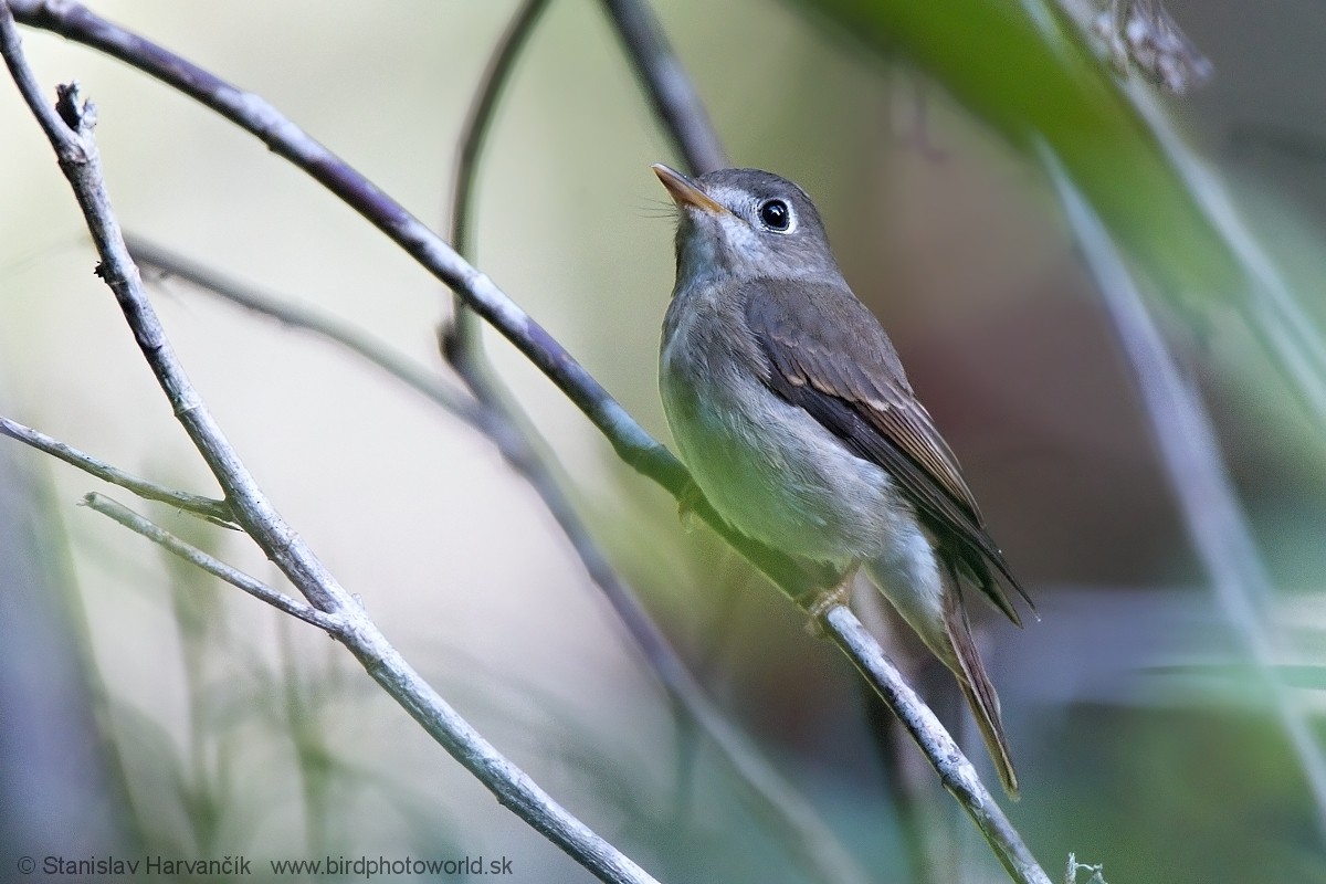 Brown-breasted Flycatcher - ML550595571