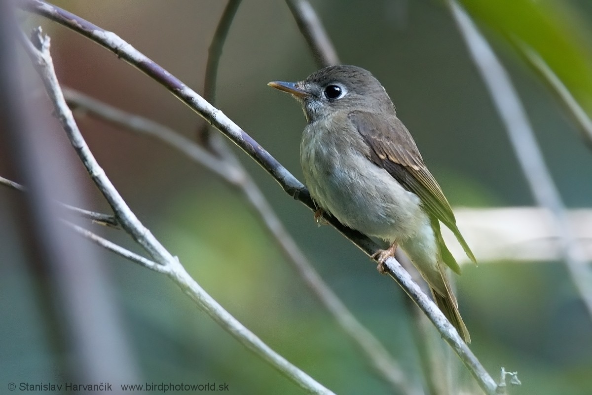 Brown-breasted Flycatcher - ML550595581