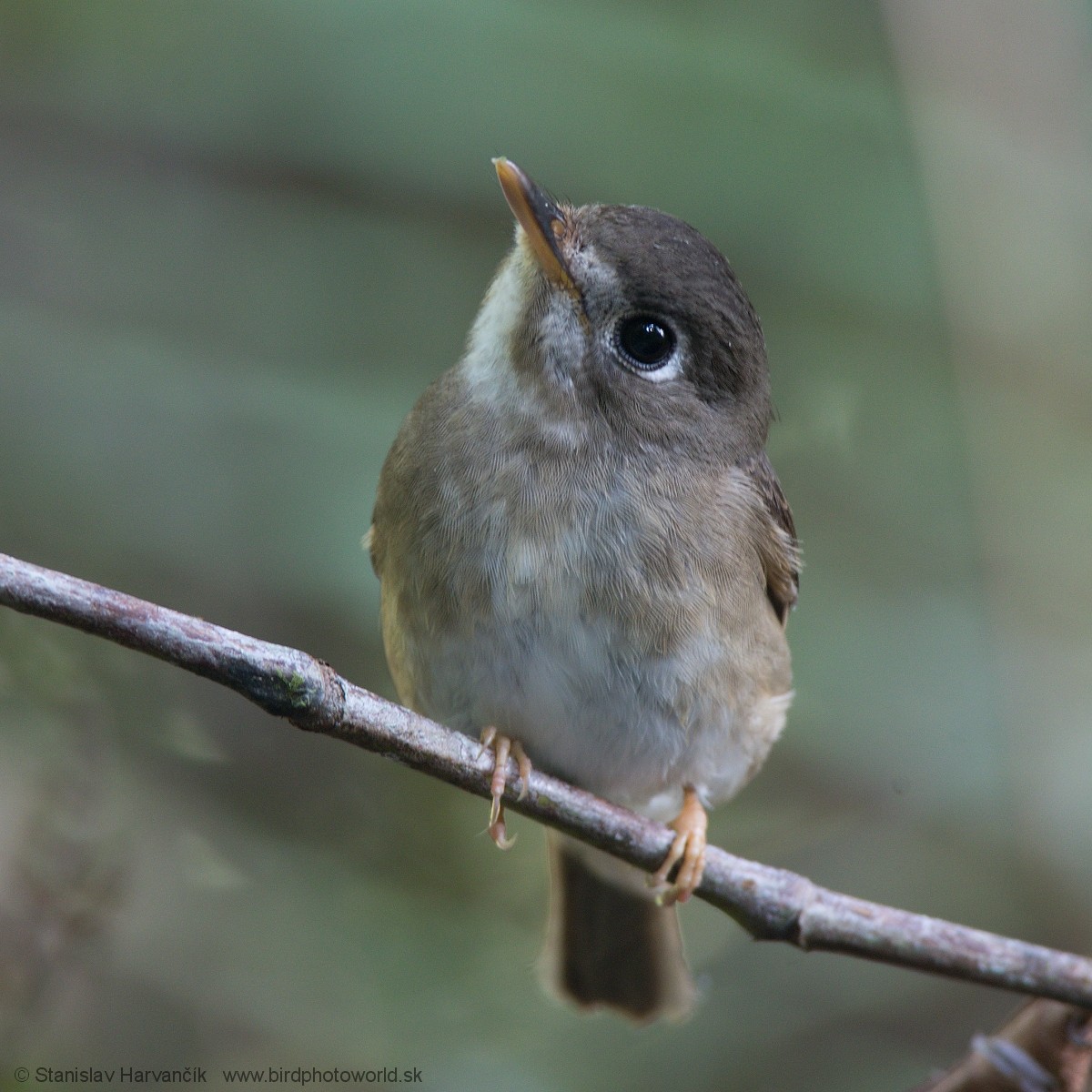 Brown-breasted Flycatcher - ML550595591
