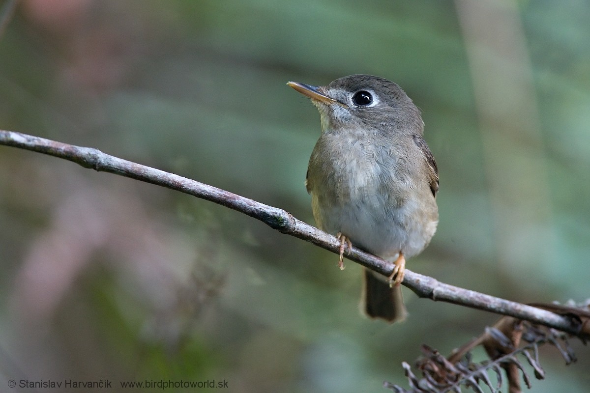 Brown-breasted Flycatcher - ML550595601