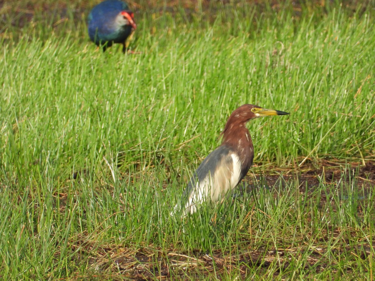 Chinese Pond-Heron - Aradhana Rangachar
