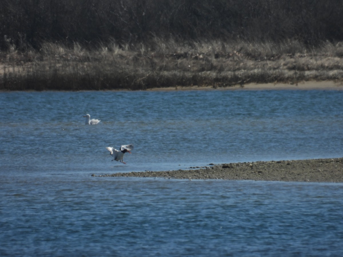 American Oystercatcher - ML550596061