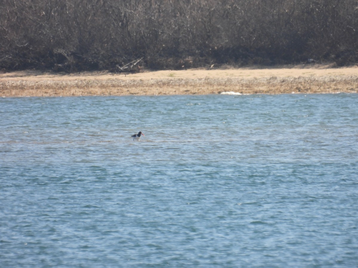 American Oystercatcher - ML550596071