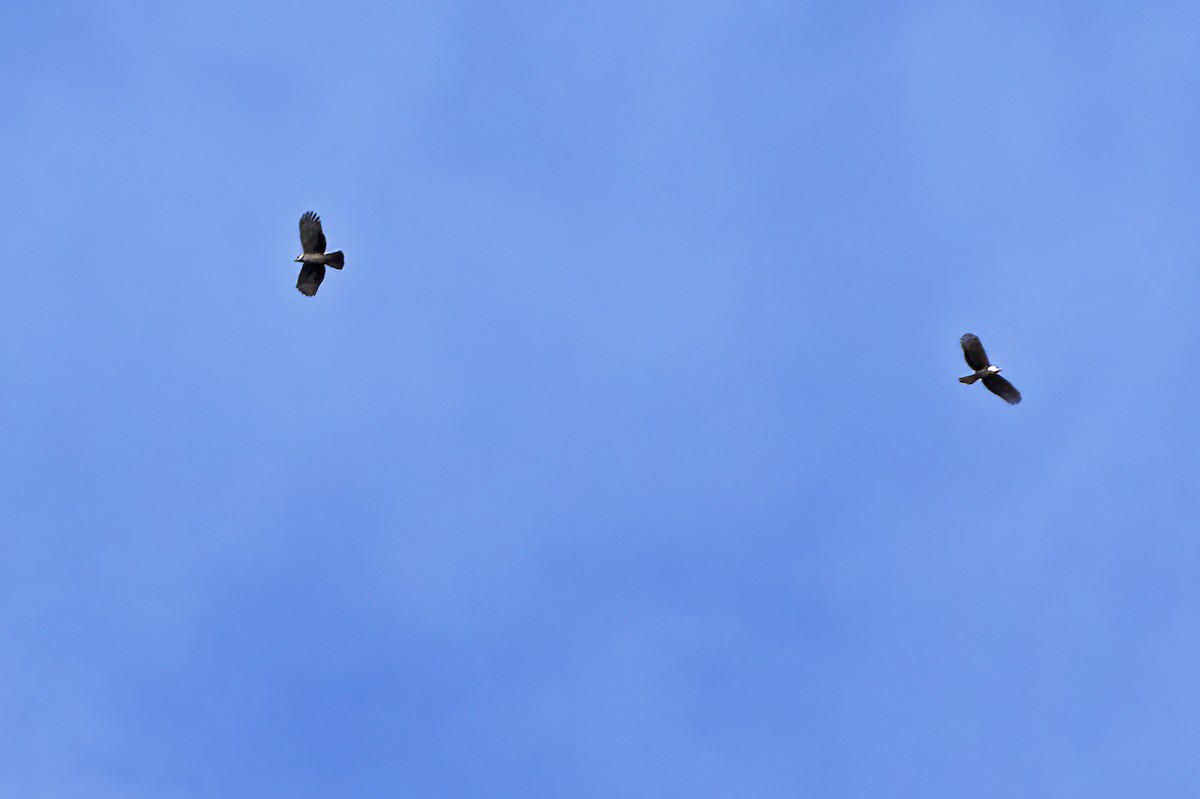 Gray-headed Kite - ML550596241