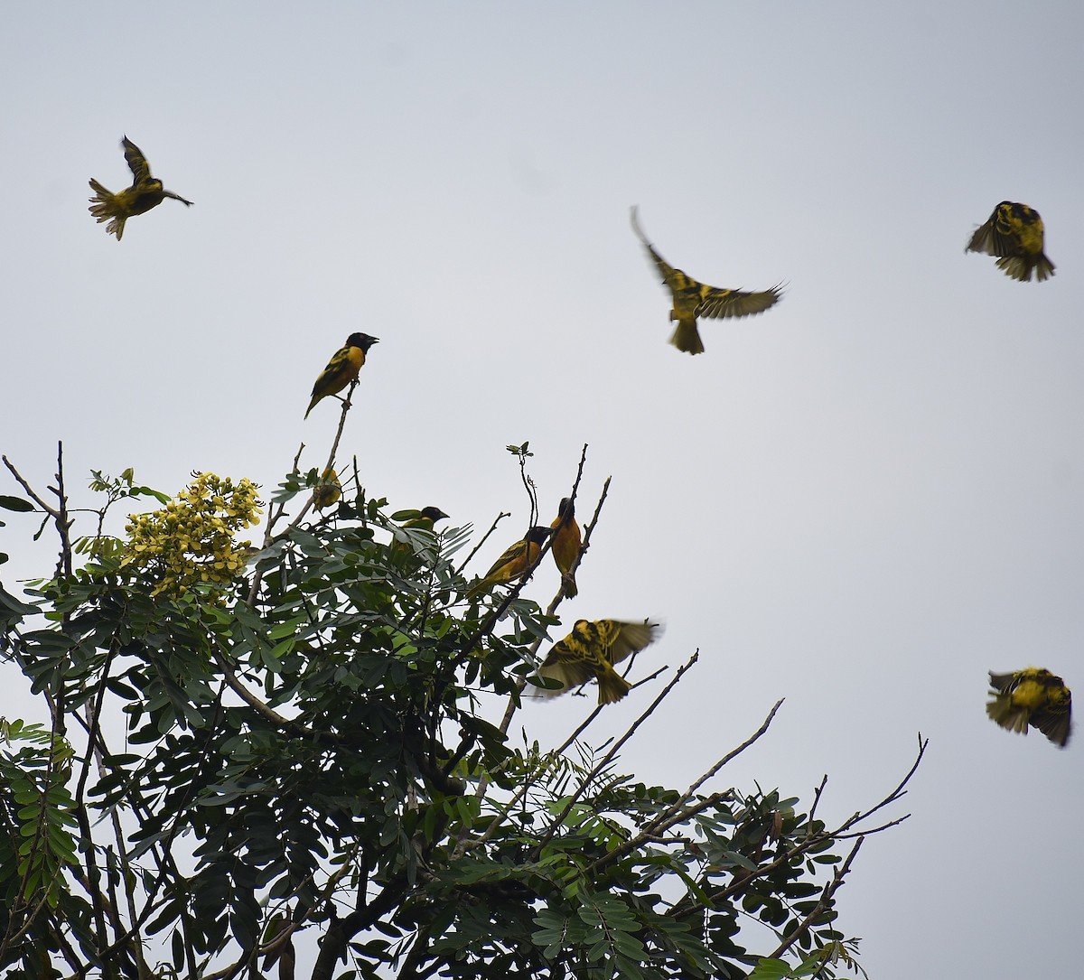 Village Weaver - Mehdi Sadak