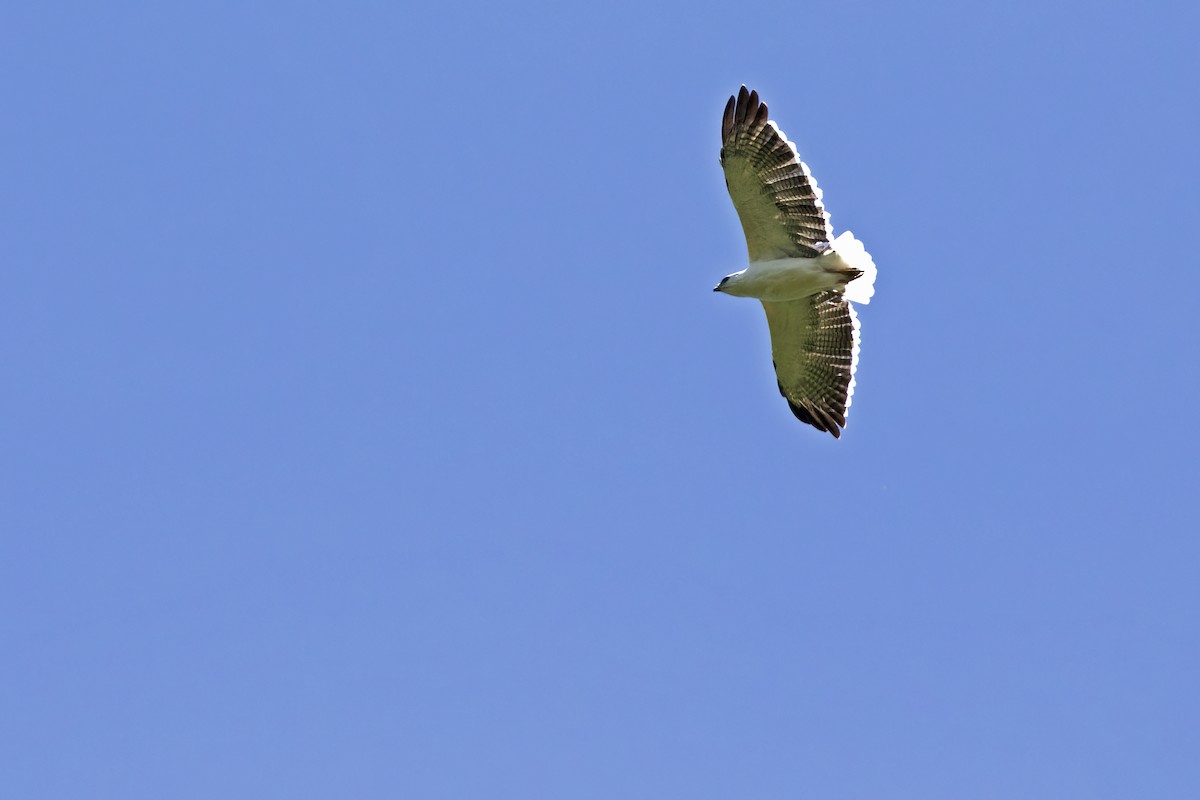 Mantled Hawk - ML550596341