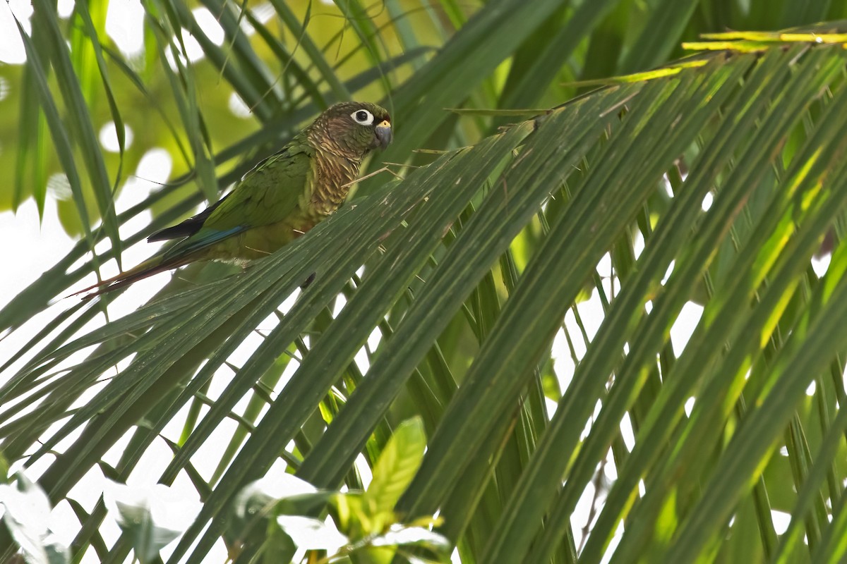 Maroon-bellied Parakeet - ML550596371