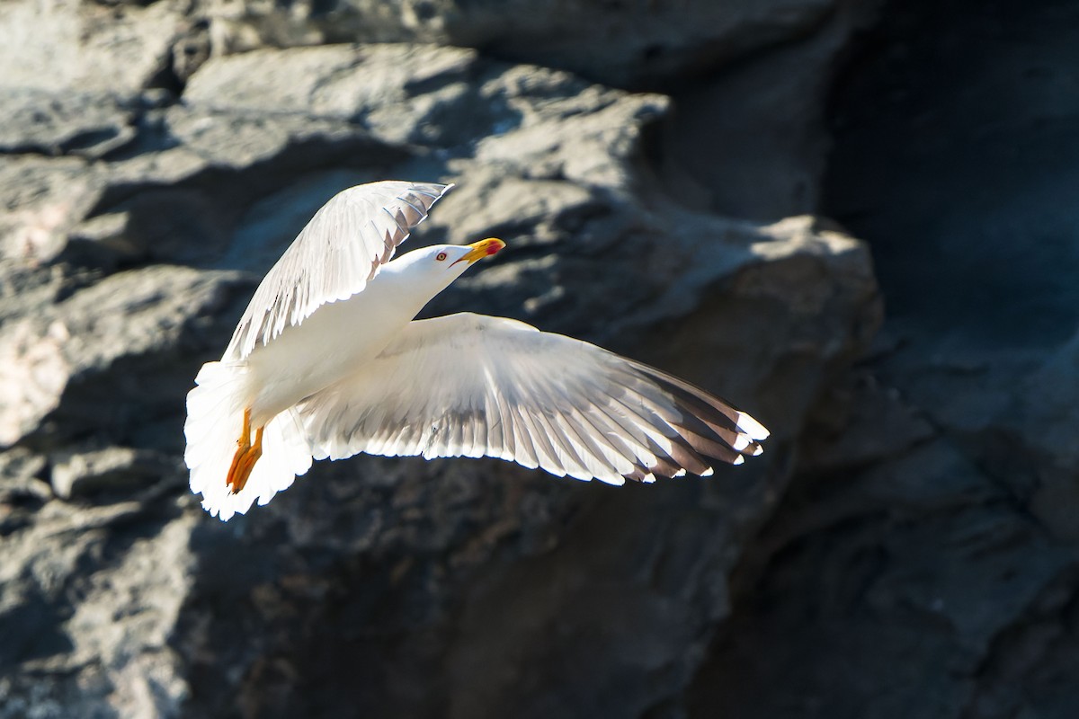 Yellow-legged Gull - ML550596421