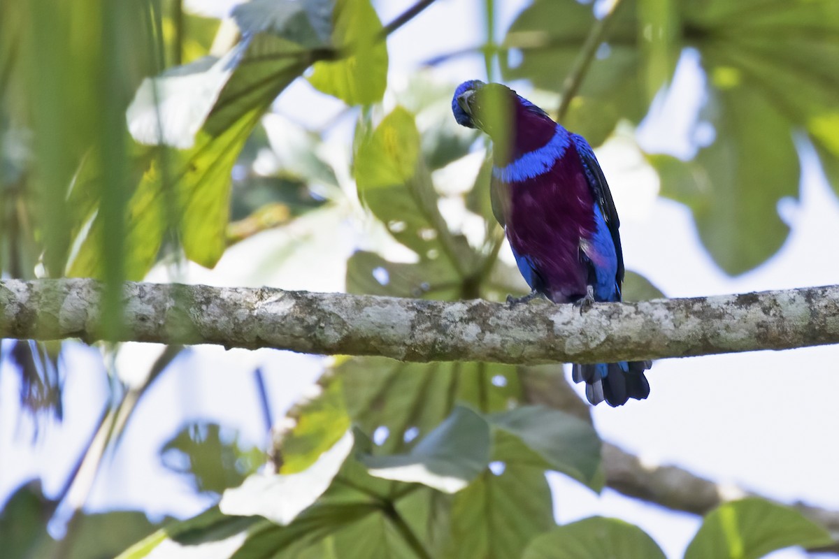 Cotinga cordon-bleu - ML550596491