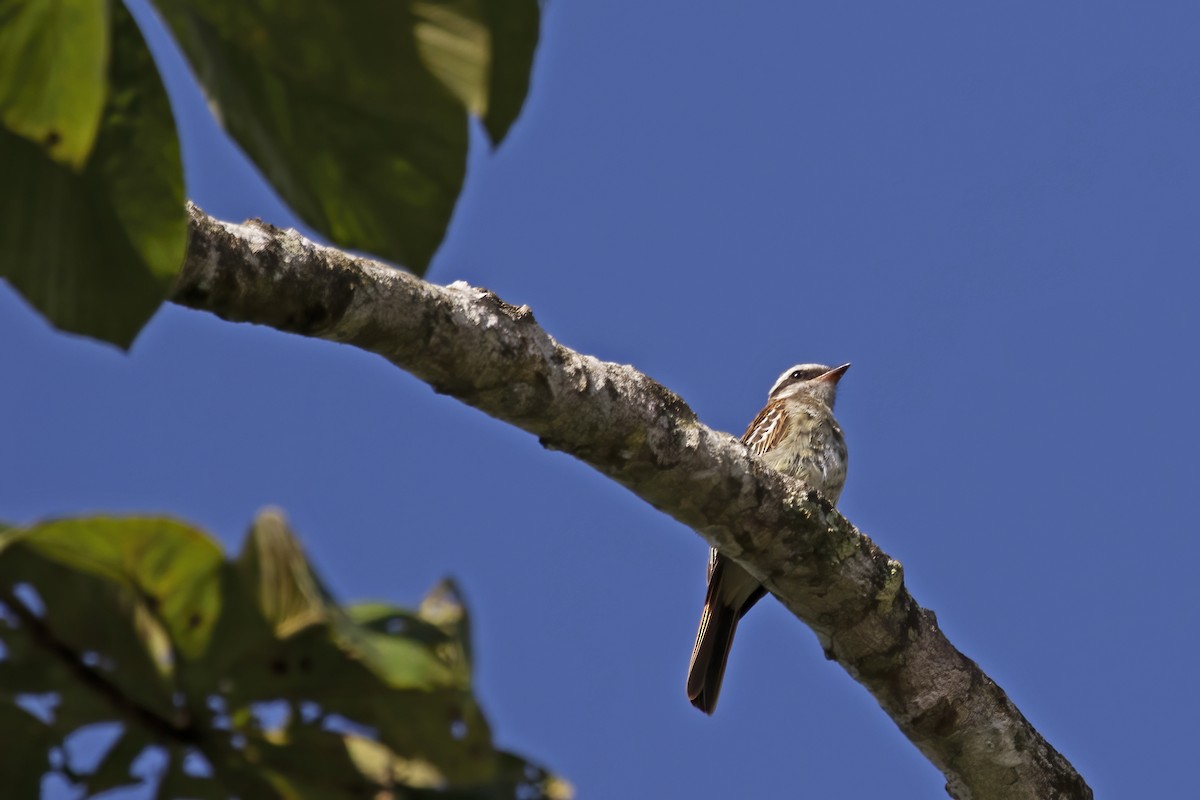 Variegated Flycatcher - ML550596551