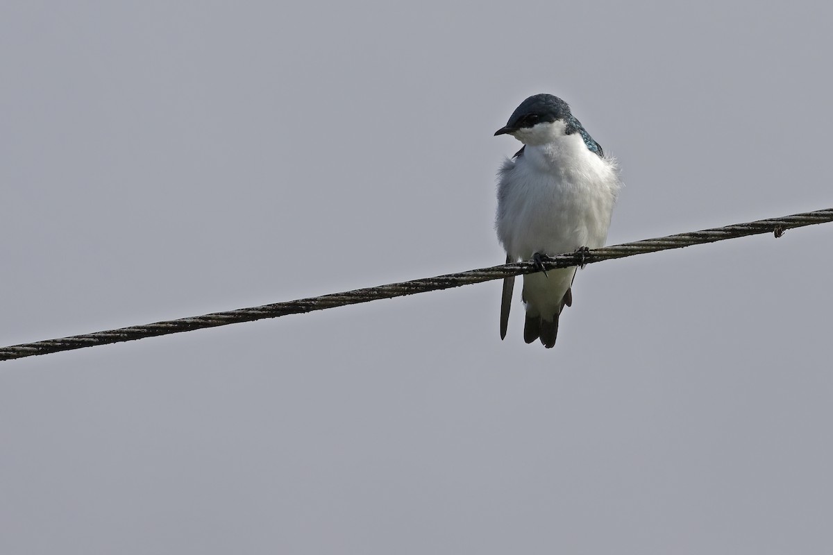White-winged Swallow - Leonildo Piovesan
