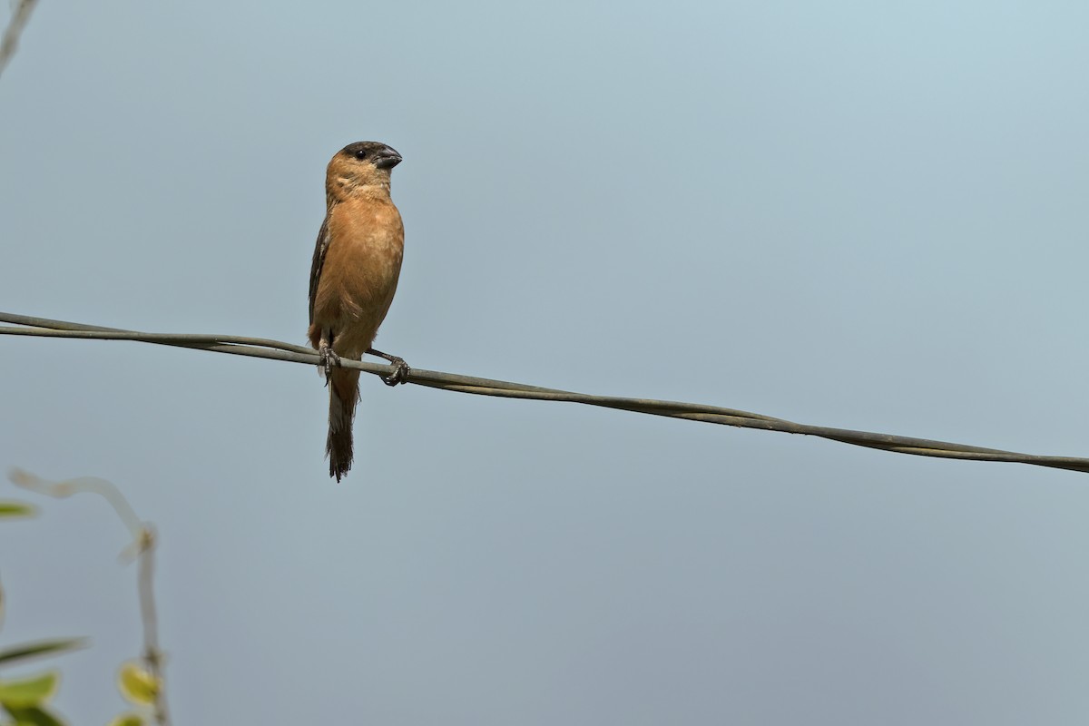 Copper Seedeater - ML550596661