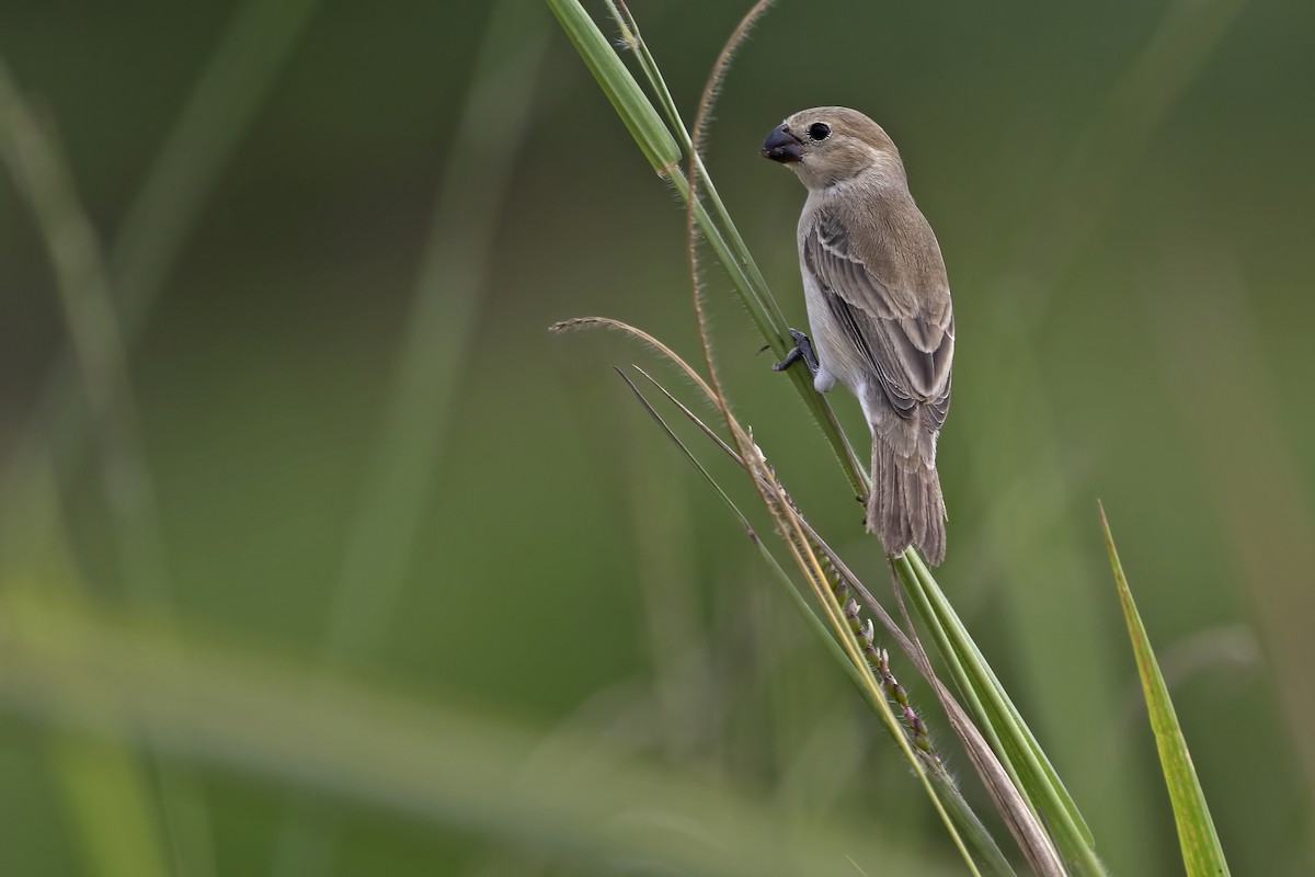 Copper Seedeater - ML550596671