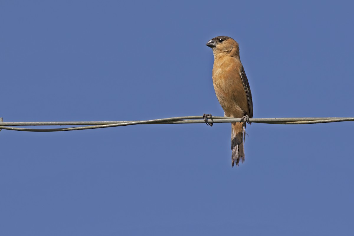 Copper Seedeater - ML550596691