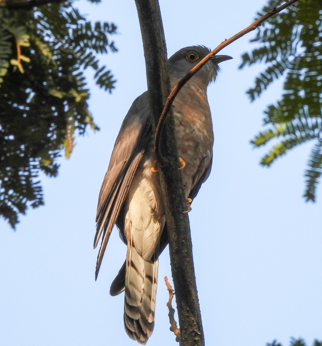 Common Hawk-Cuckoo - S Pranav