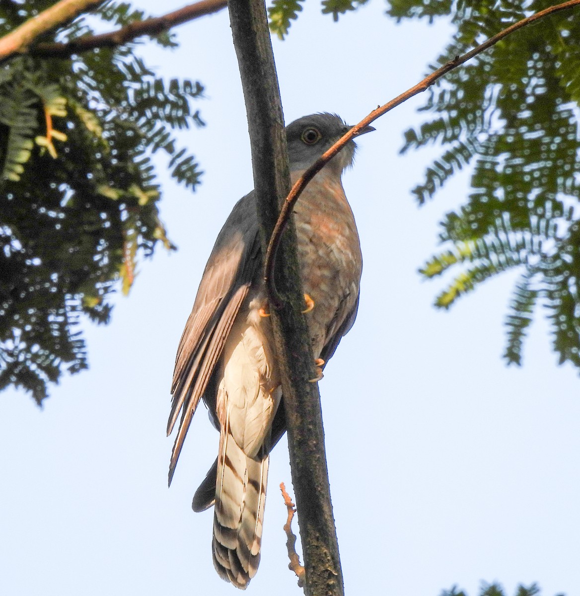 Common Hawk-Cuckoo - S Pranav