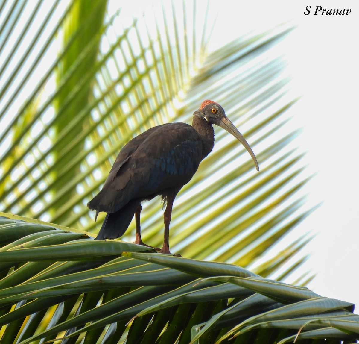 Red-naped Ibis - S Pranav