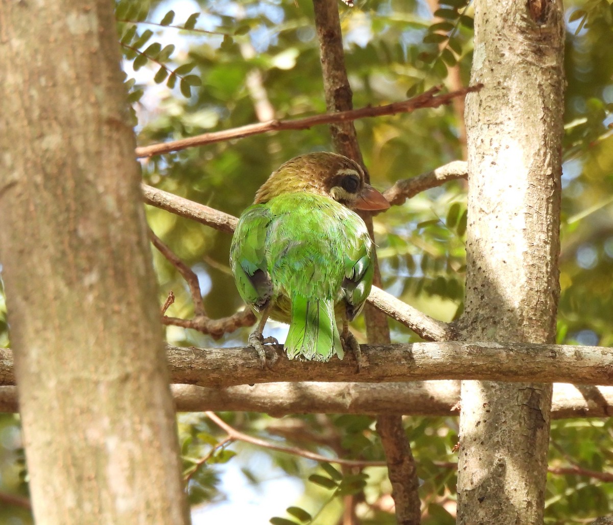 White-cheeked Barbet - ML550597771