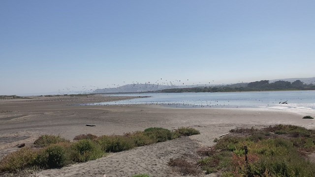 Black Skimmer - ML550597901