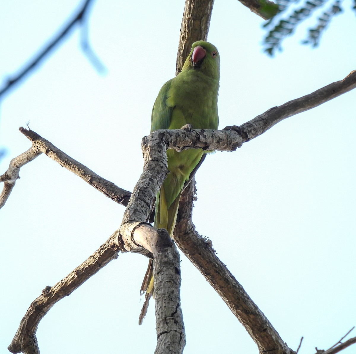 Rose-ringed Parakeet - ML550597991