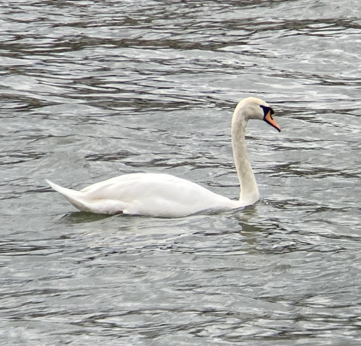 Mute Swan - ML550598771