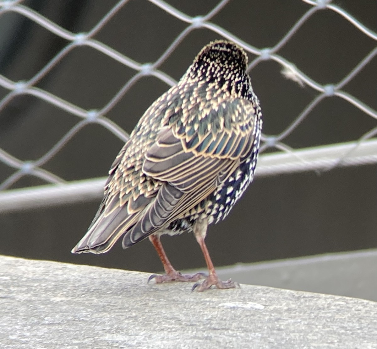 European Starling - ML550598801