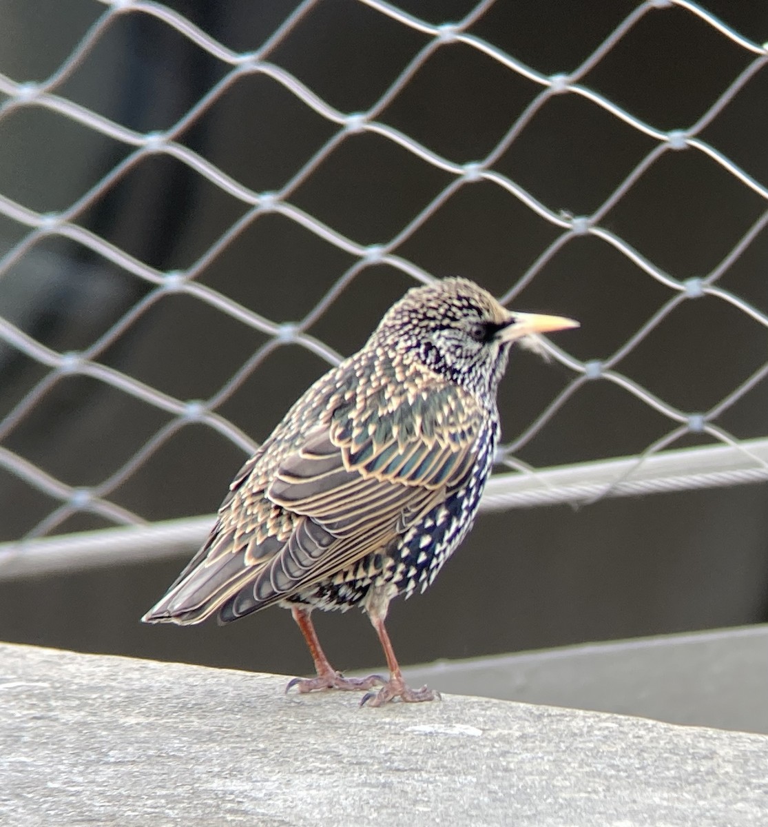 European Starling - ML550598841